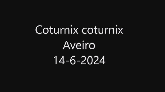 Codorniz Común - ML620698704