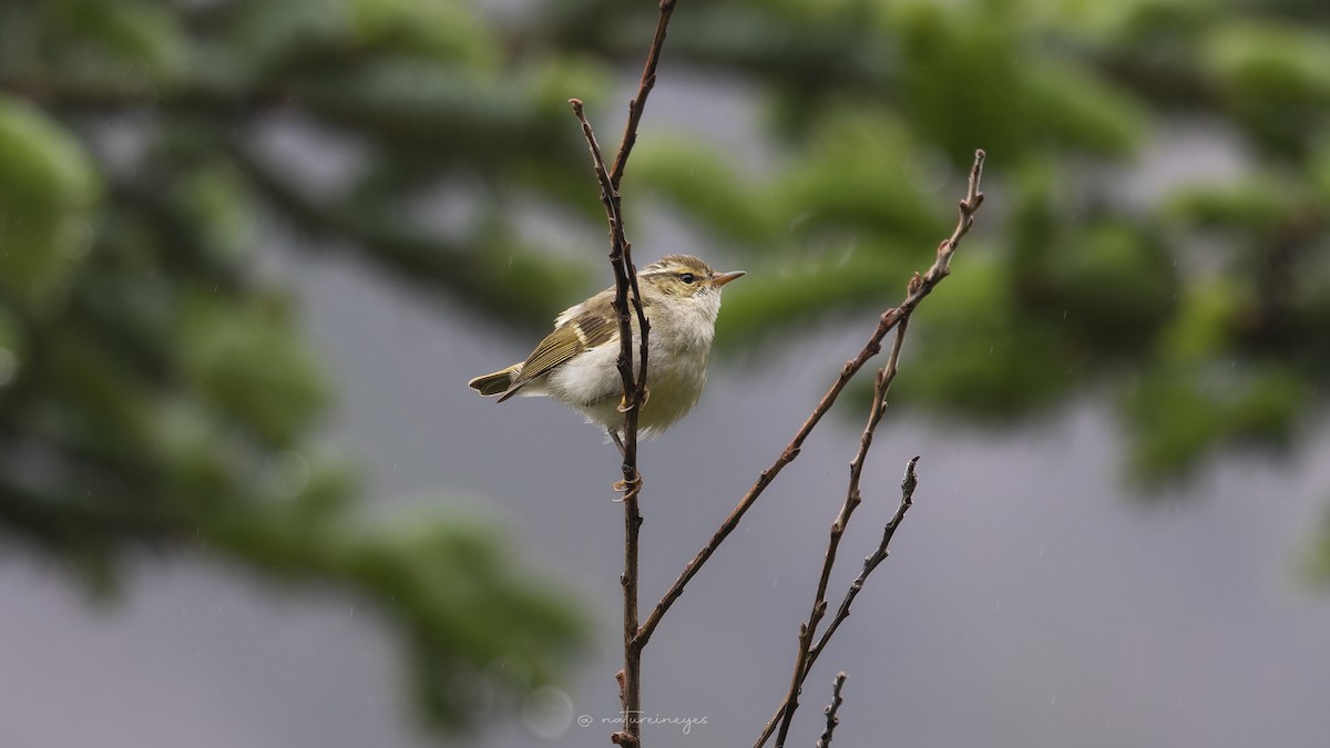 Chinese Leaf Warbler - ML620698706