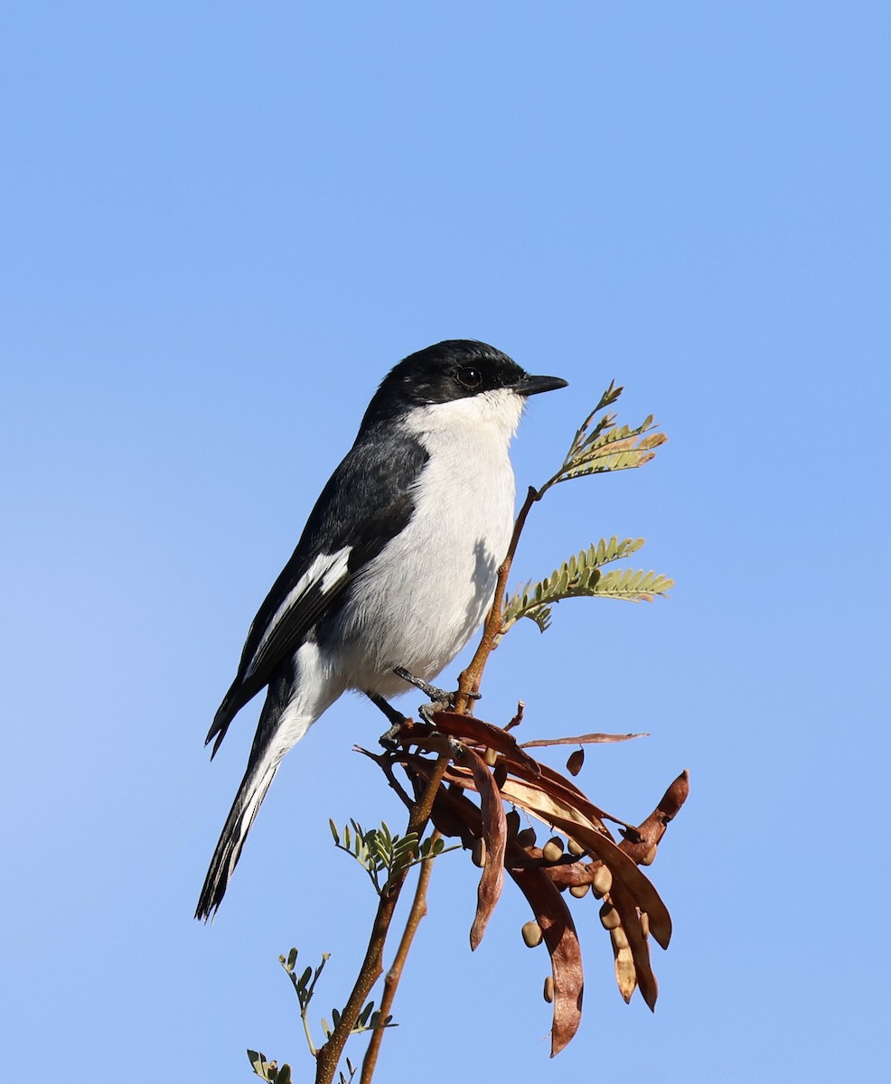 Fiscal Flycatcher - ML620698707