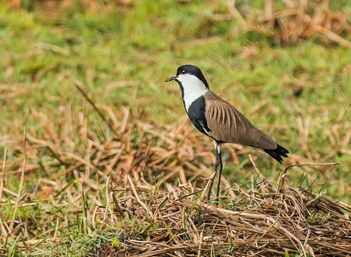 Spur-winged Lapwing - ML620698708
