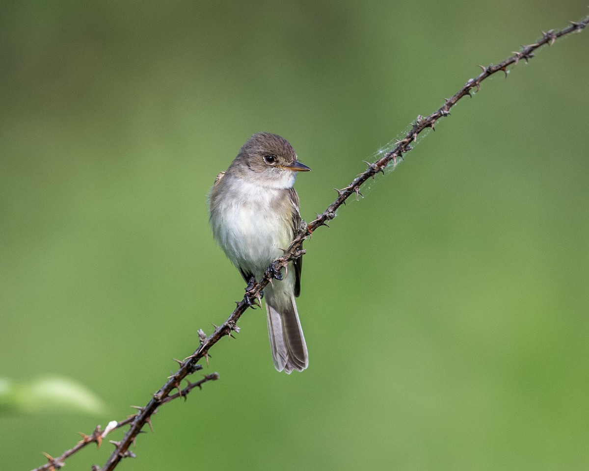 Willow Flycatcher - ML620698709