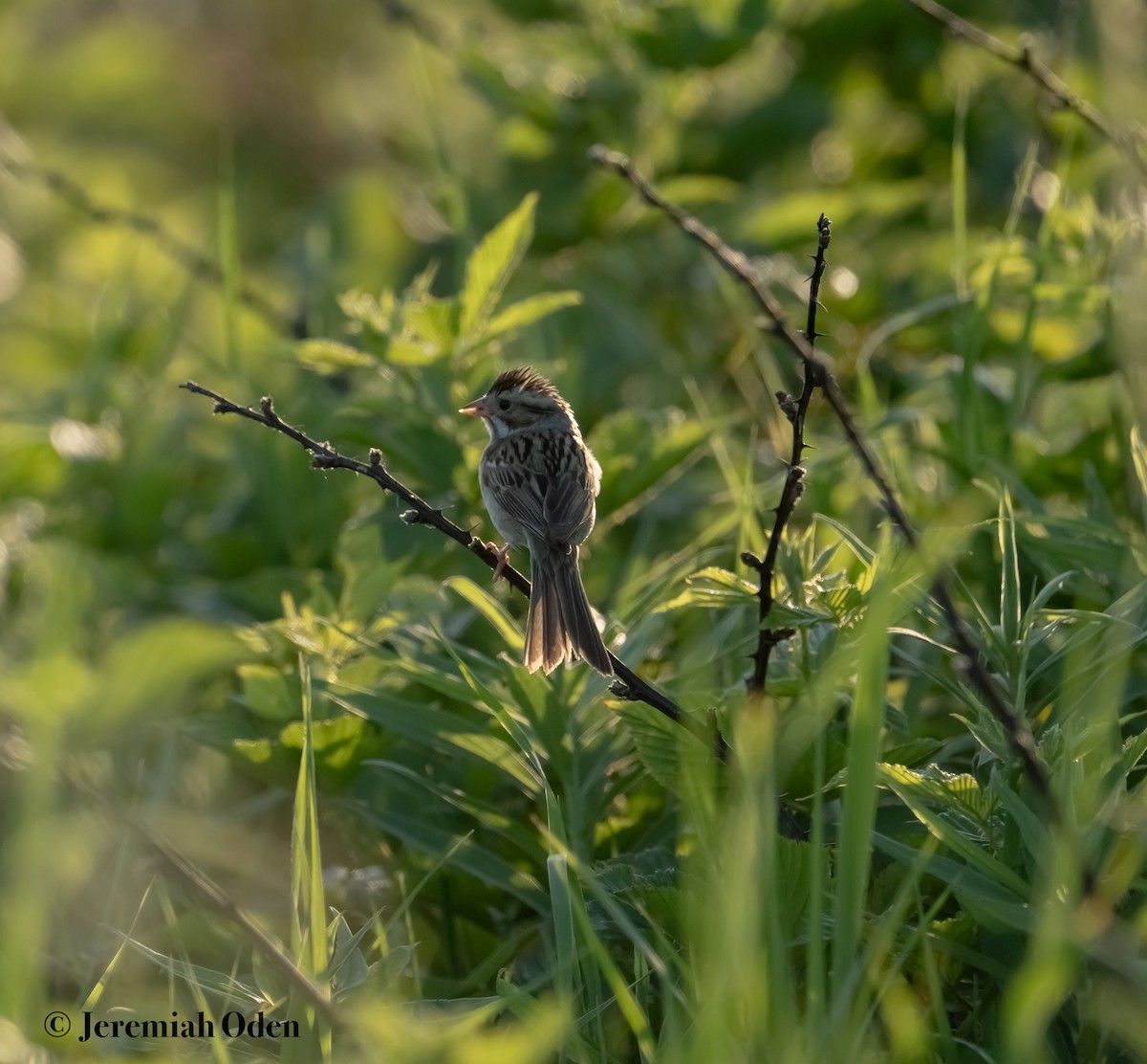 Clay-colored Sparrow - ML620698713