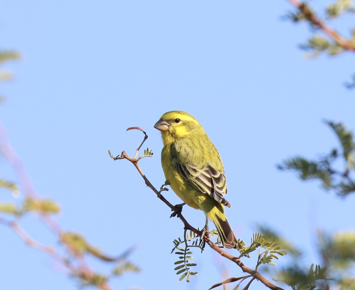 Serin de Sainte-Hélène - ML620698714