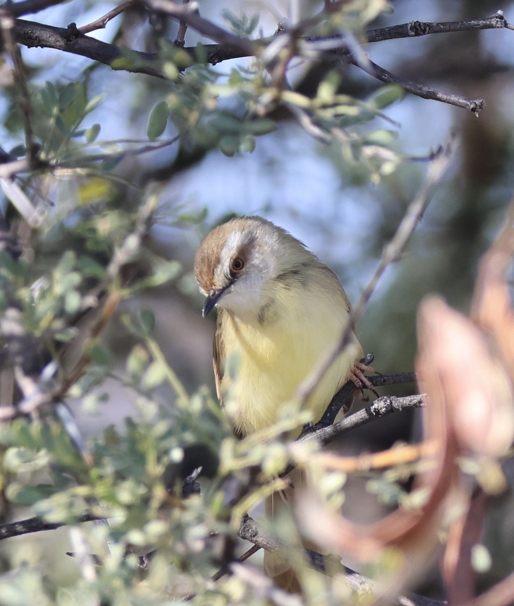 Black-chested Prinia - ML620698719