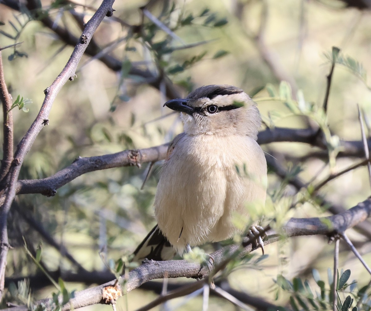 Brown-crowned Tchagra - ML620698722