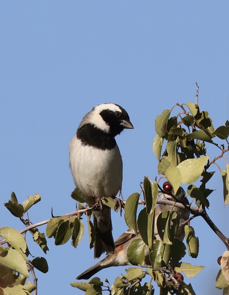 Cape Sparrow - ML620698726