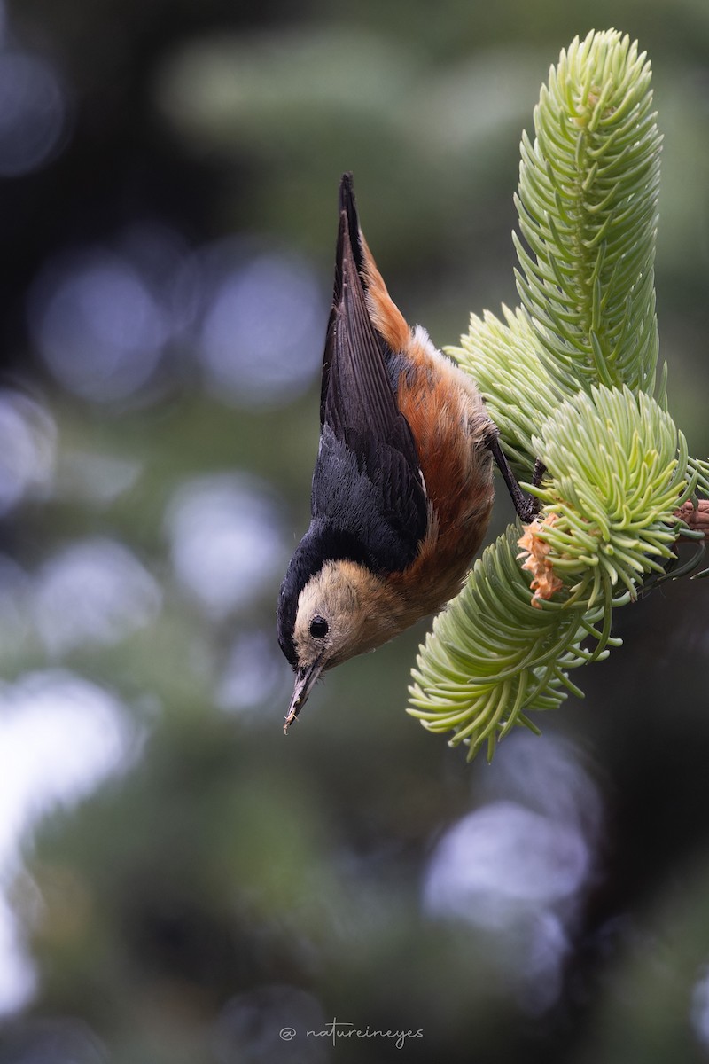 Przevalski's Nuthatch - ML620698728