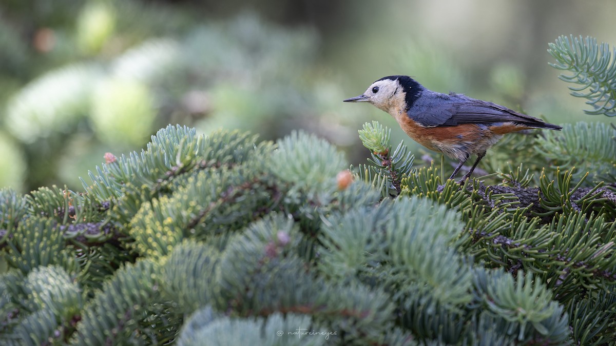 Przevalski's Nuthatch - ML620698729