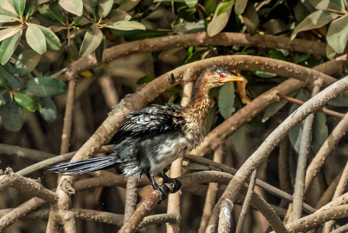 Cormorán Africano - ML620698730