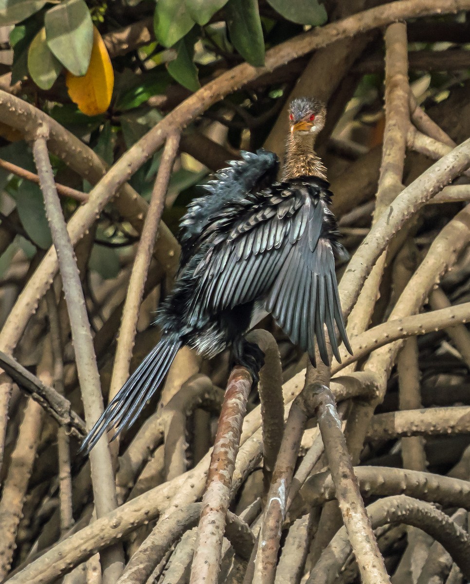 Long-tailed Cormorant - Russell Scott