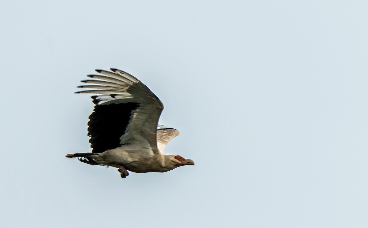 Palm-nut Vulture - ML620698735