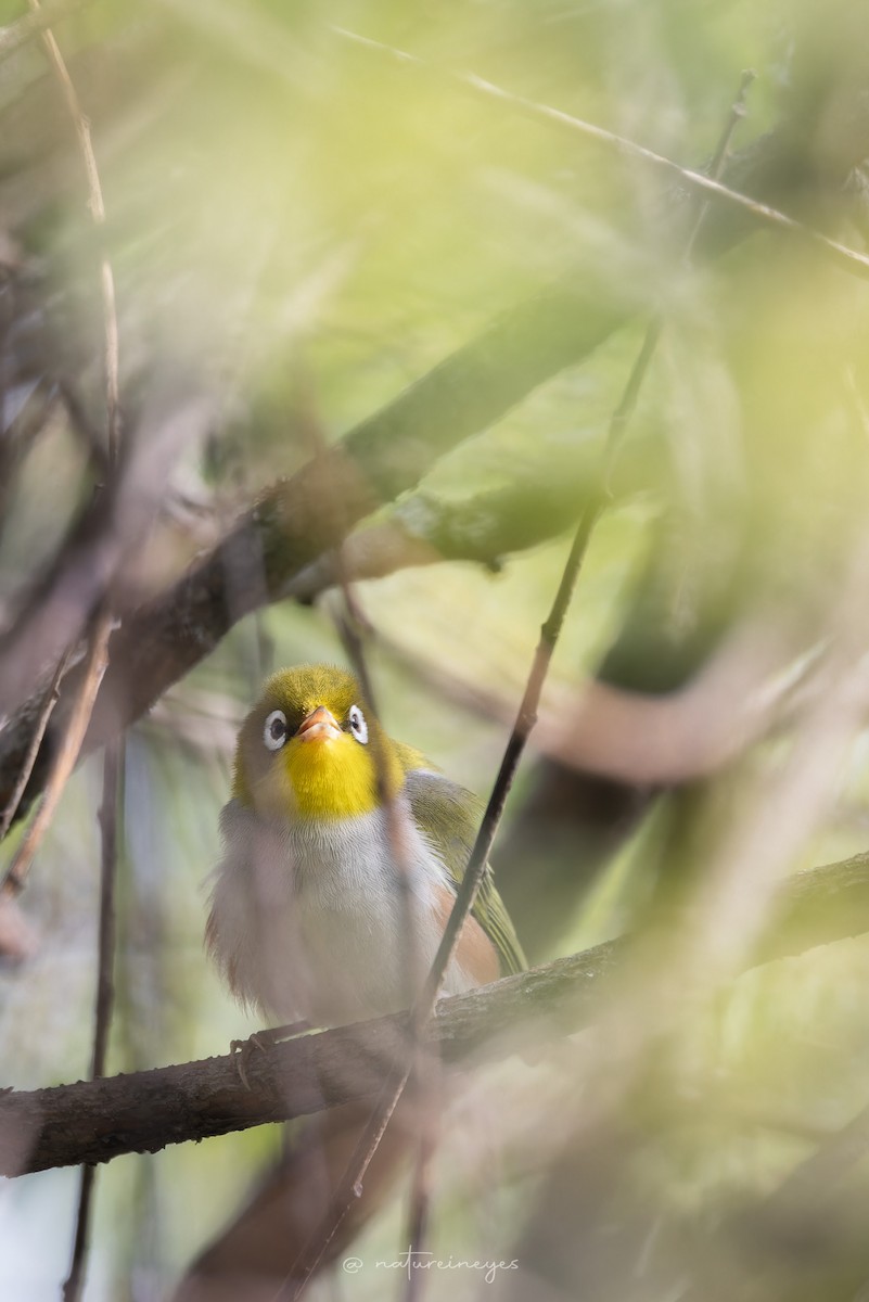 Chestnut-flanked White-eye - ML620698737