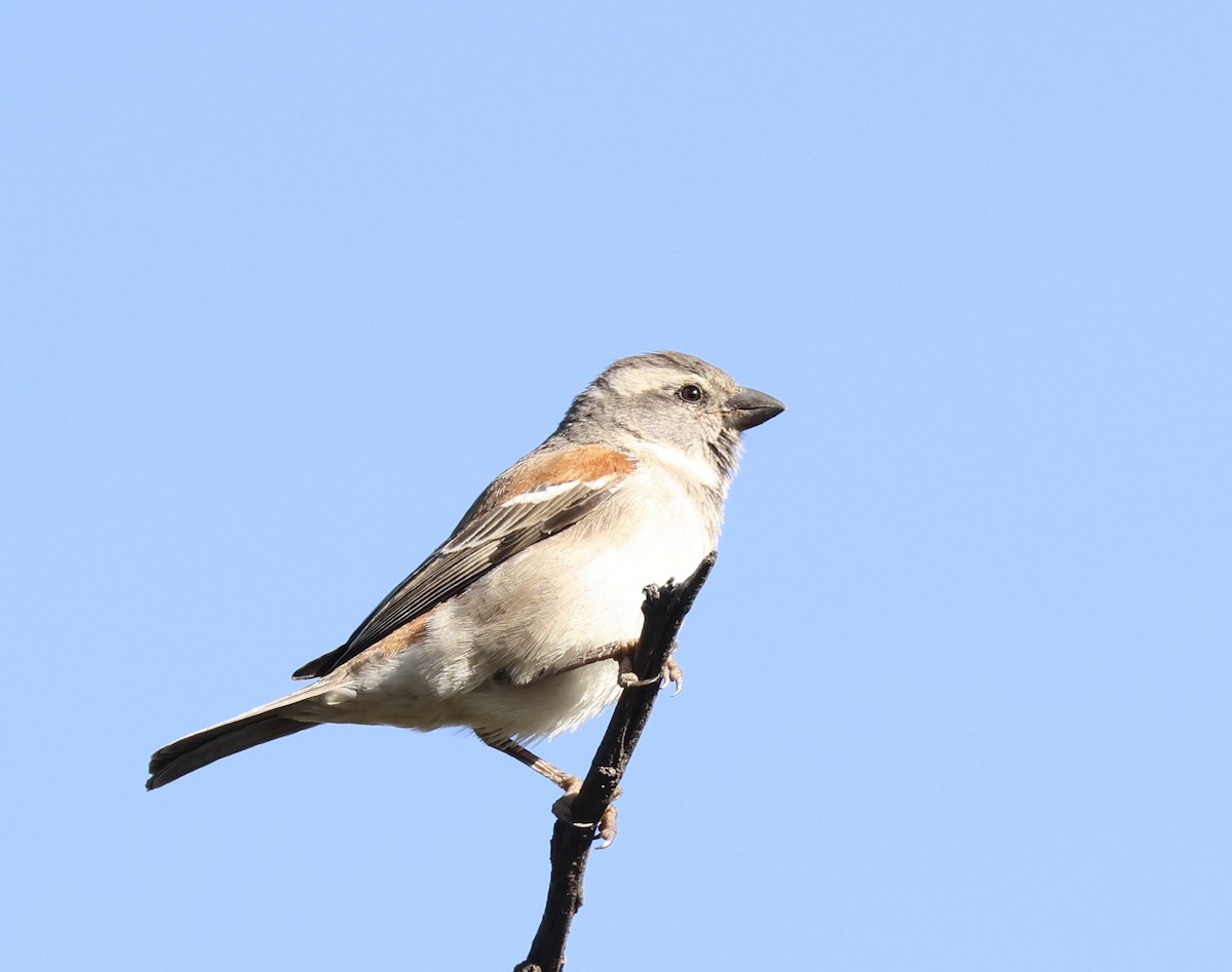 Cape Sparrow - ML620698739