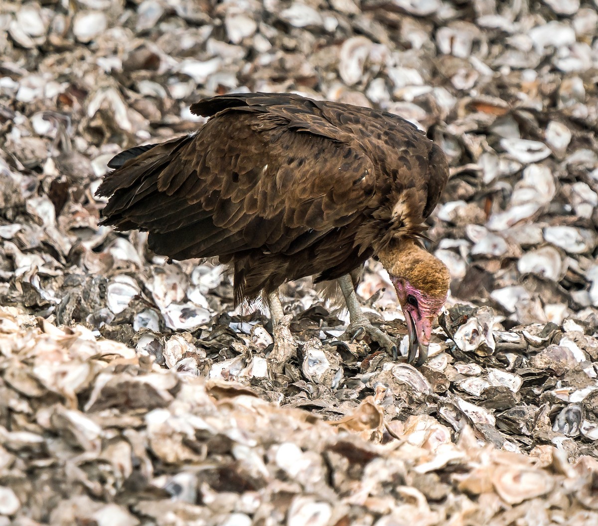 Hooded Vulture - ML620698740