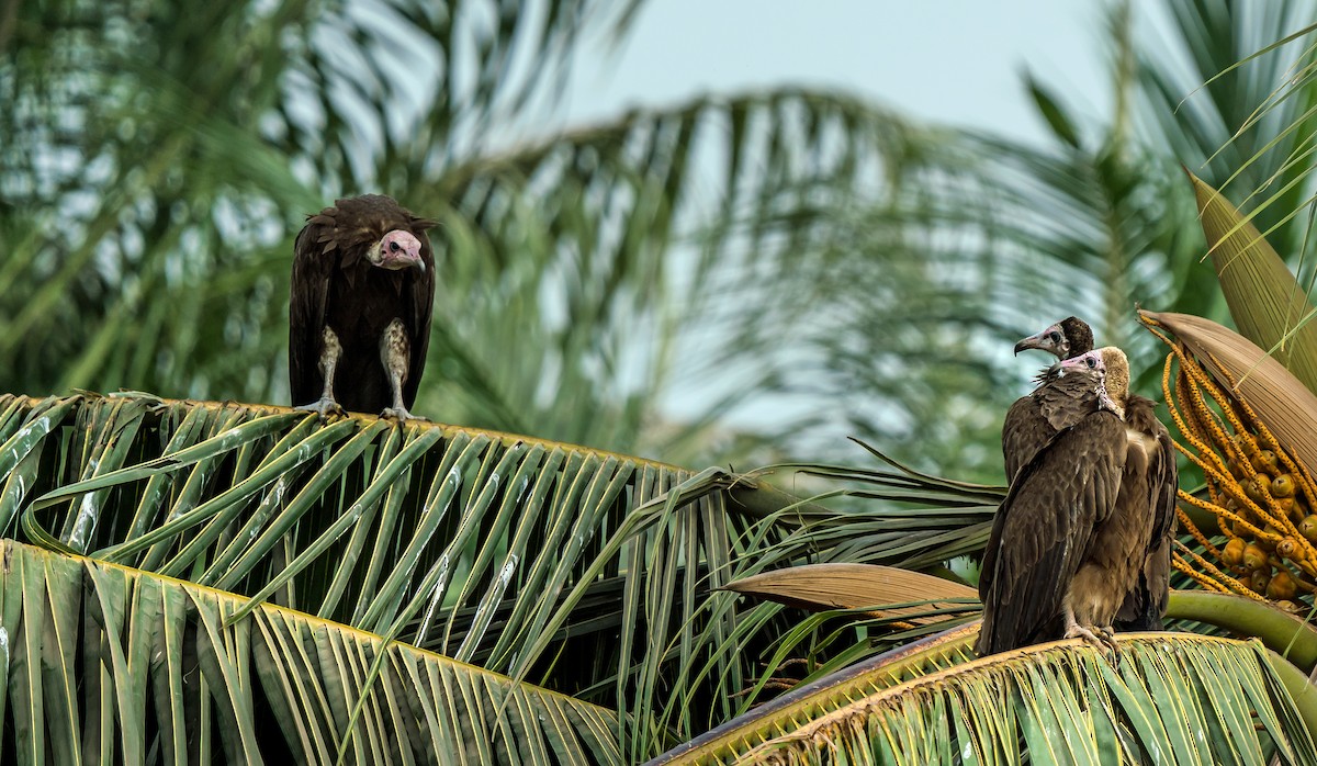 Hooded Vulture - ML620698741