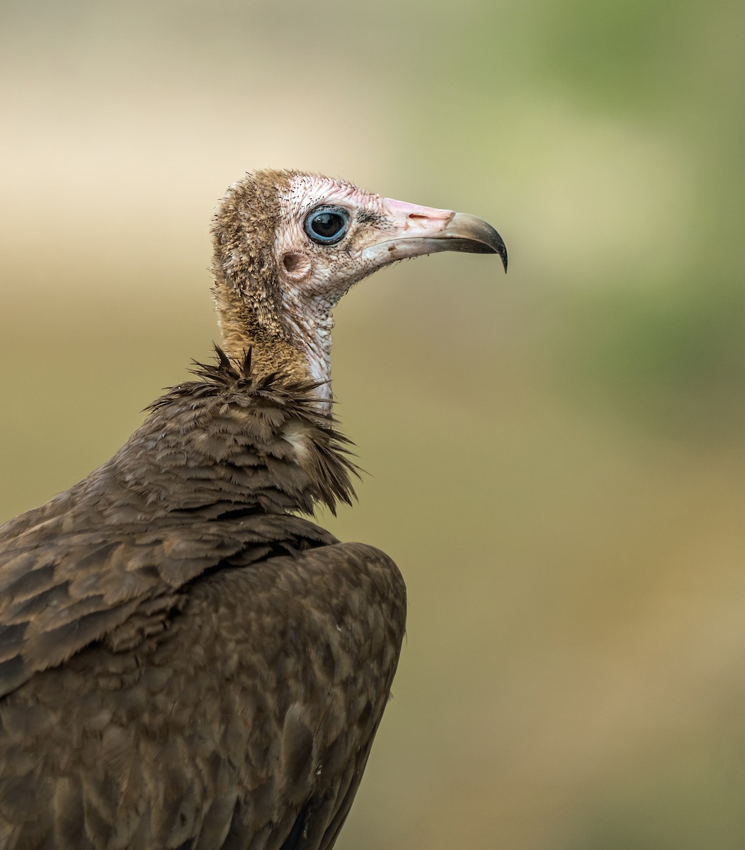 Hooded Vulture - ML620698742