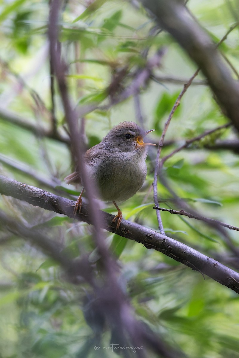 Yellowish-bellied Bush Warbler - ML620698743