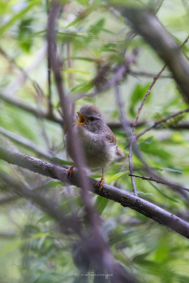 Yellowish-bellied Bush Warbler - Weeds S