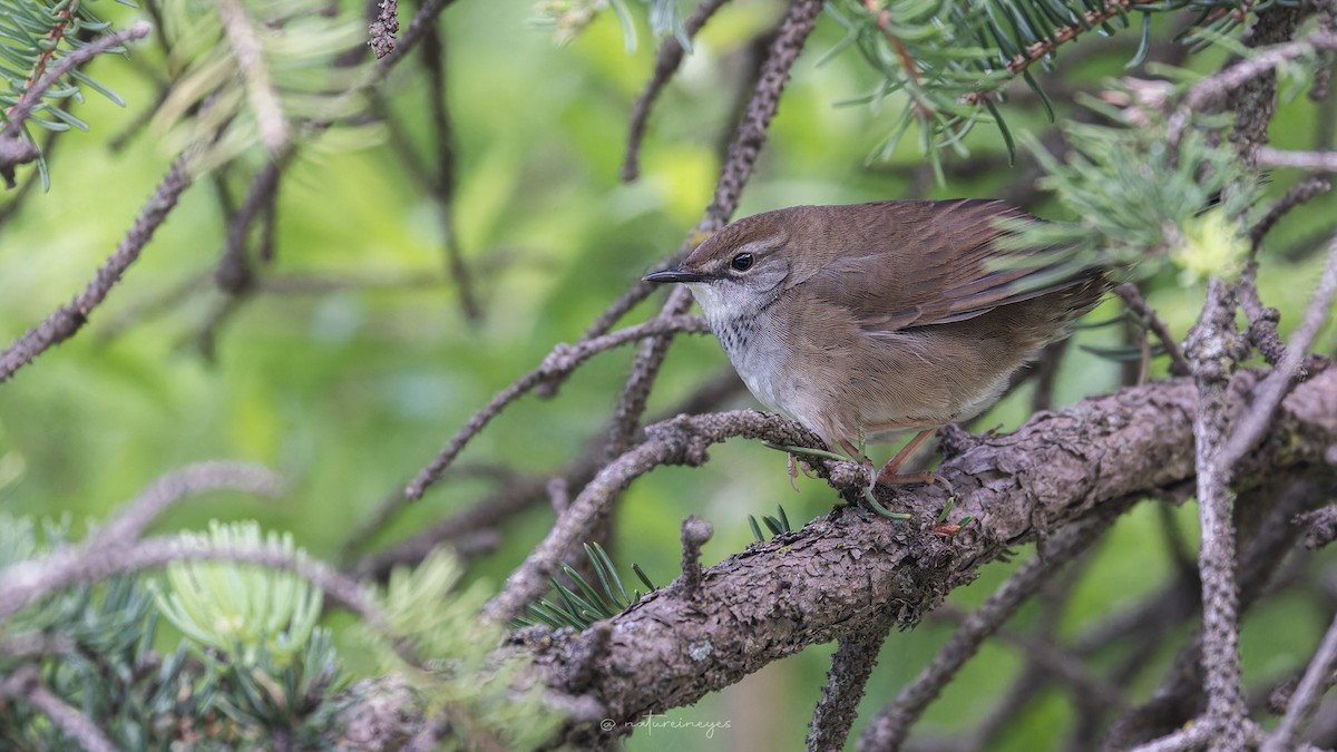 Spotted Bush Warbler - ML620698748