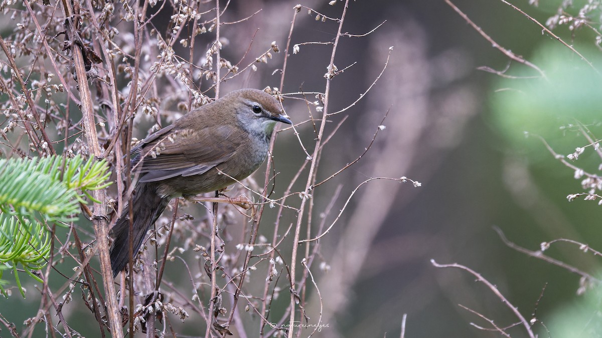 Spotted Bush Warbler - ML620698749