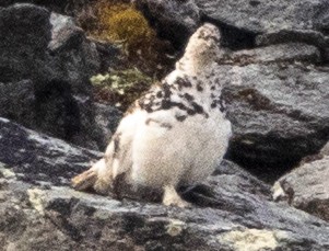 White-tailed Ptarmigan - ML620698750