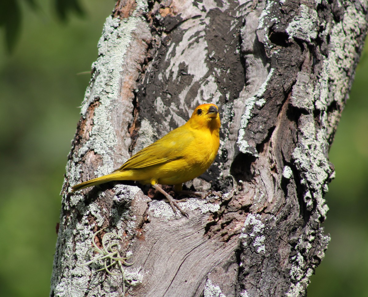 Saffron Finch - ML620698751