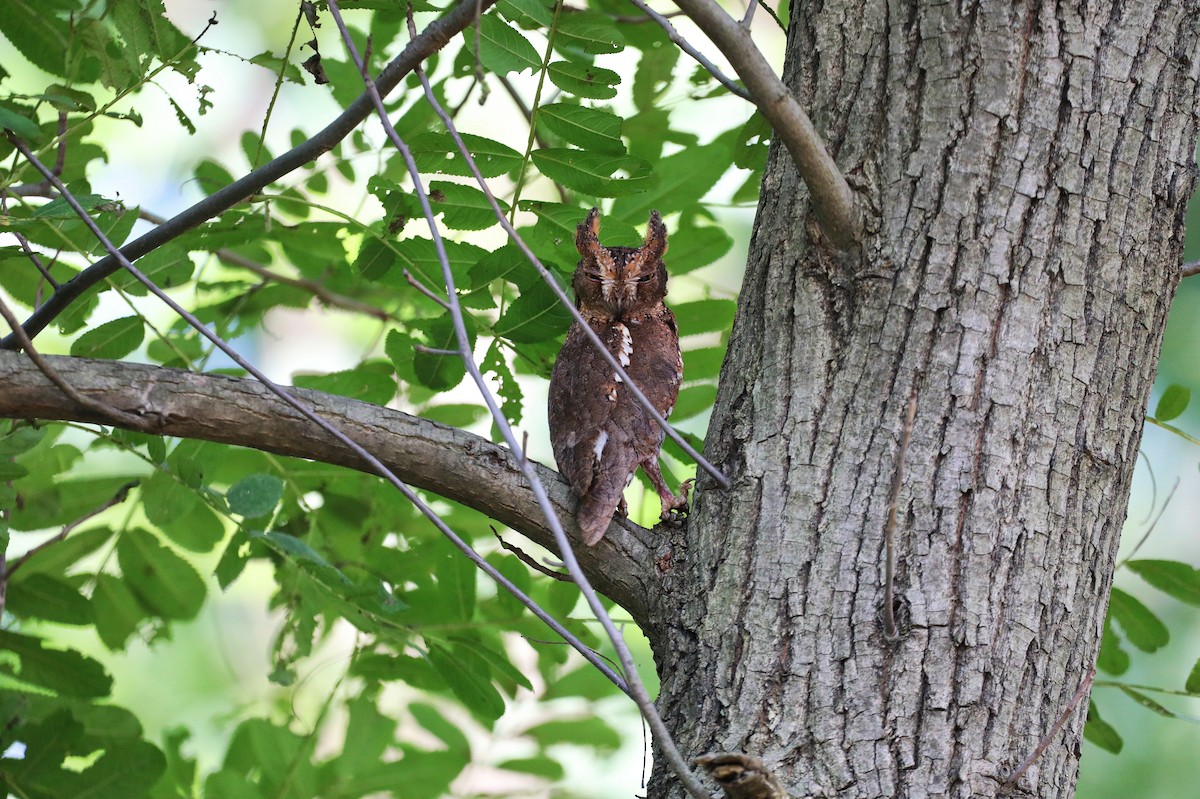 Oriental Scops-Owl - ML620698752