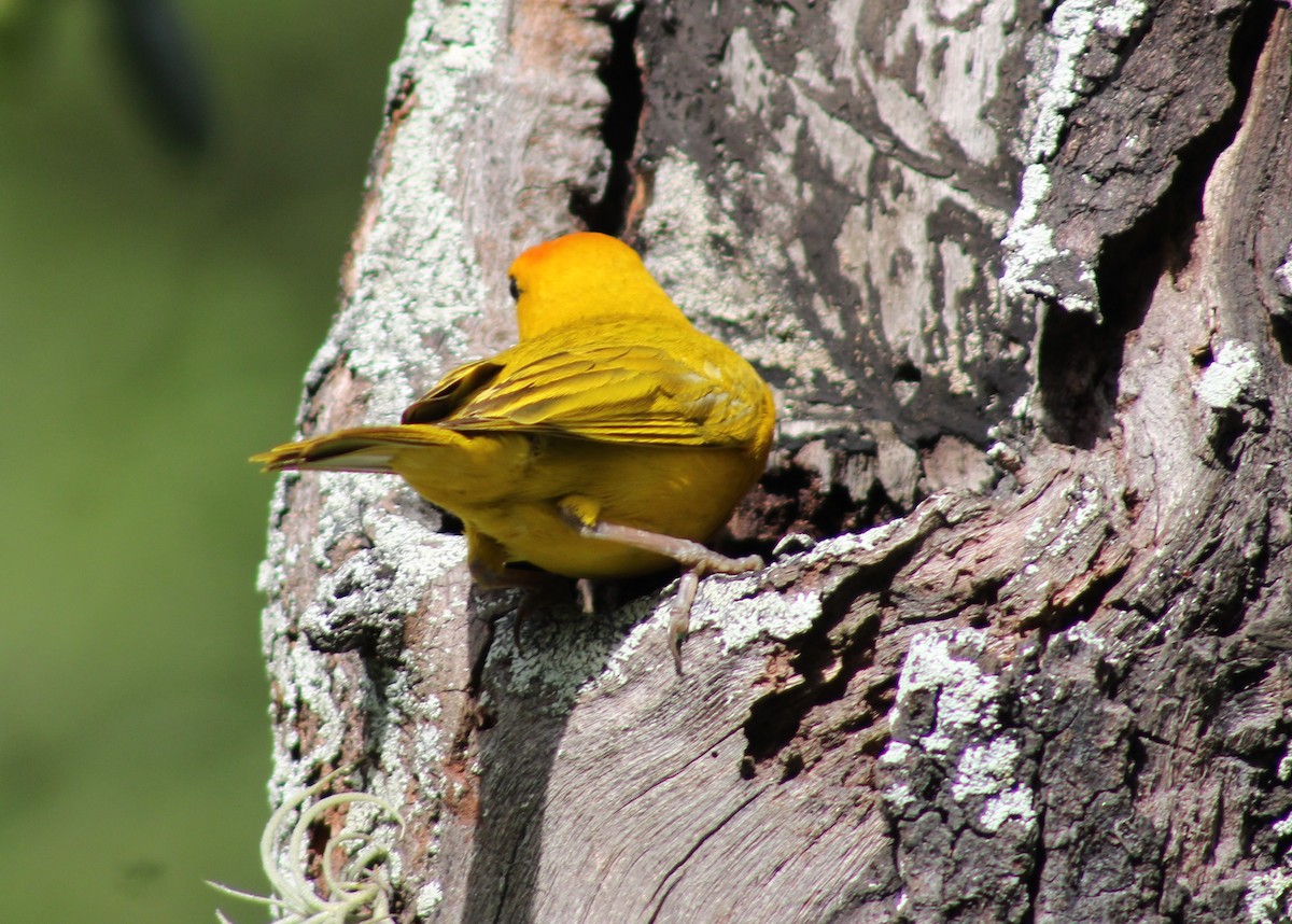 Saffron Finch - ML620698753