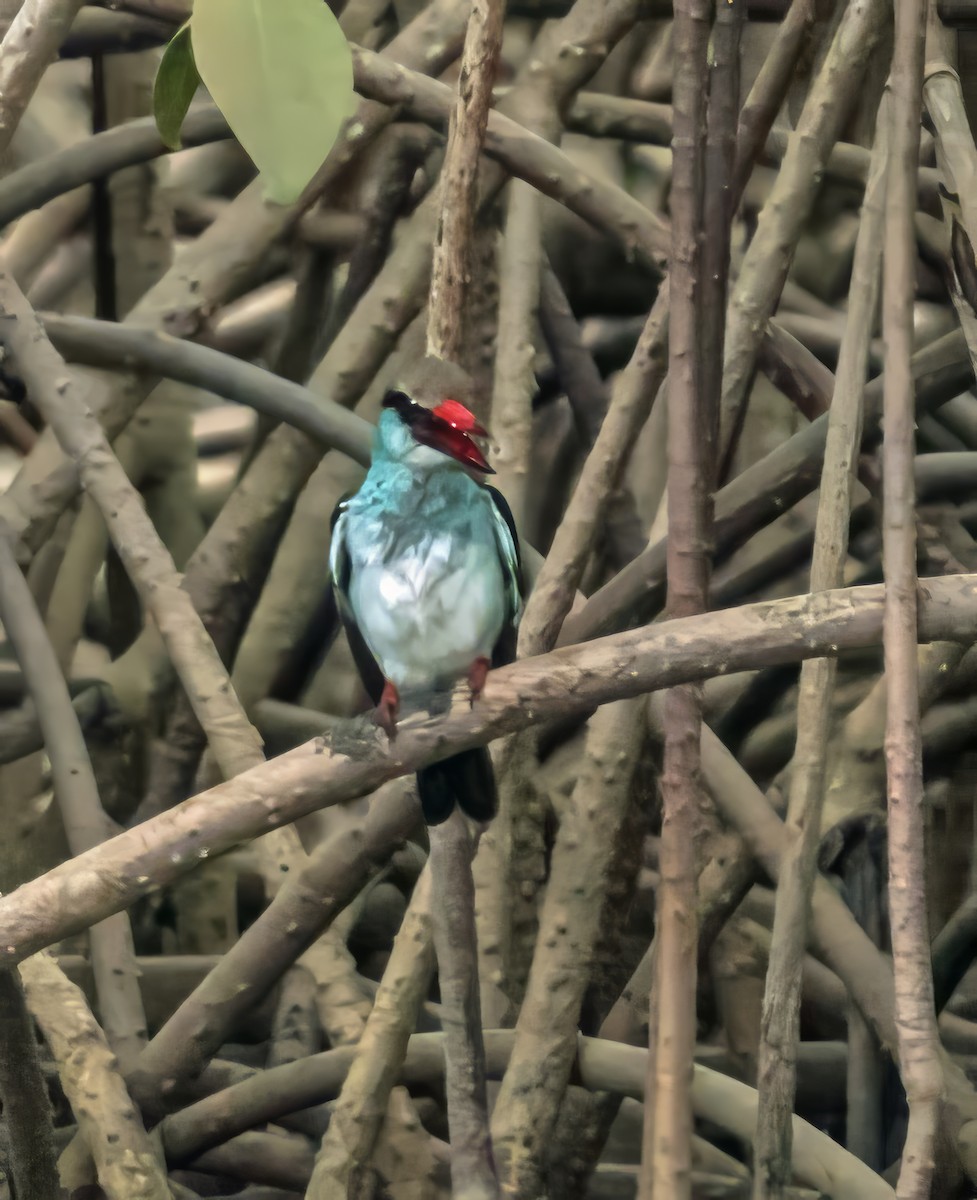 Blue-breasted Kingfisher - ML620698756