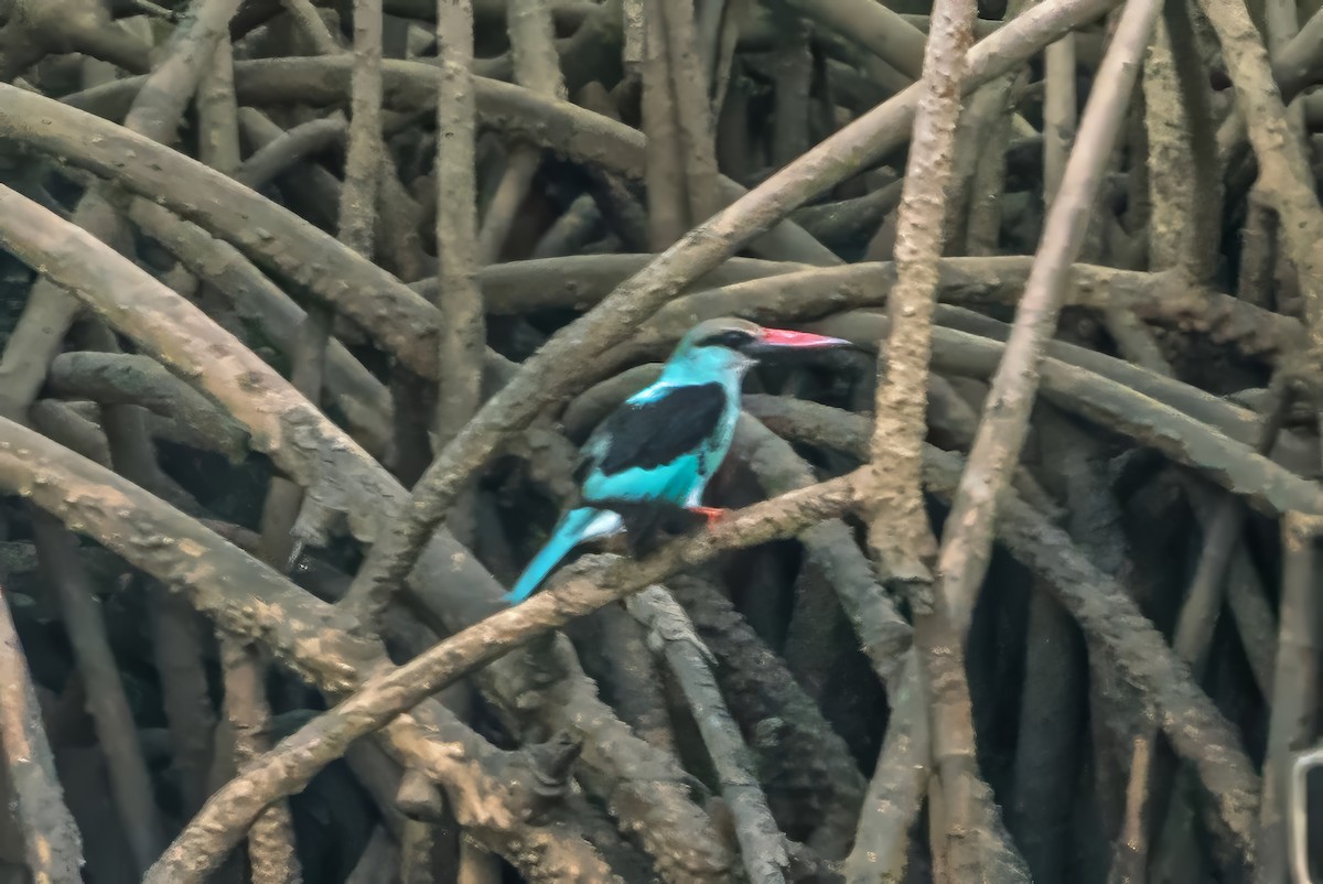 Blue-breasted Kingfisher - ML620698757