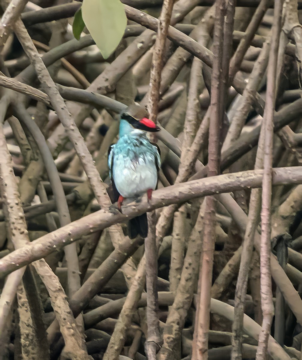 Blue-breasted Kingfisher - ML620698758