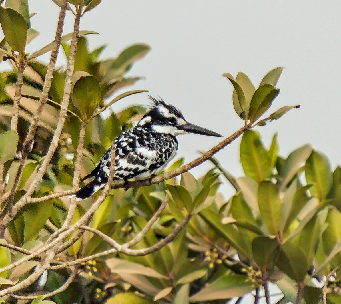 Pied Kingfisher - ML620698759