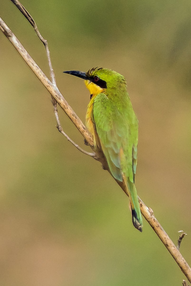 Little Bee-eater - Russell Scott