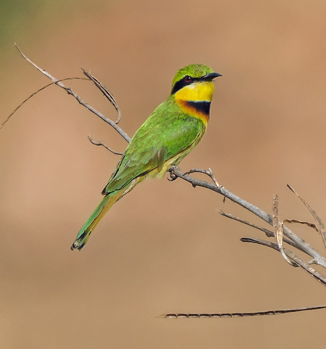 Little Bee-eater - ML620698765