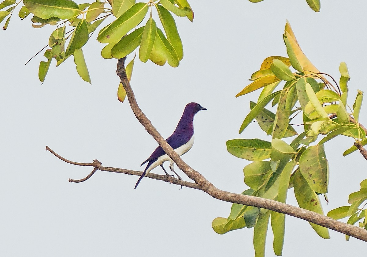 Violet-backed Starling - ML620698773