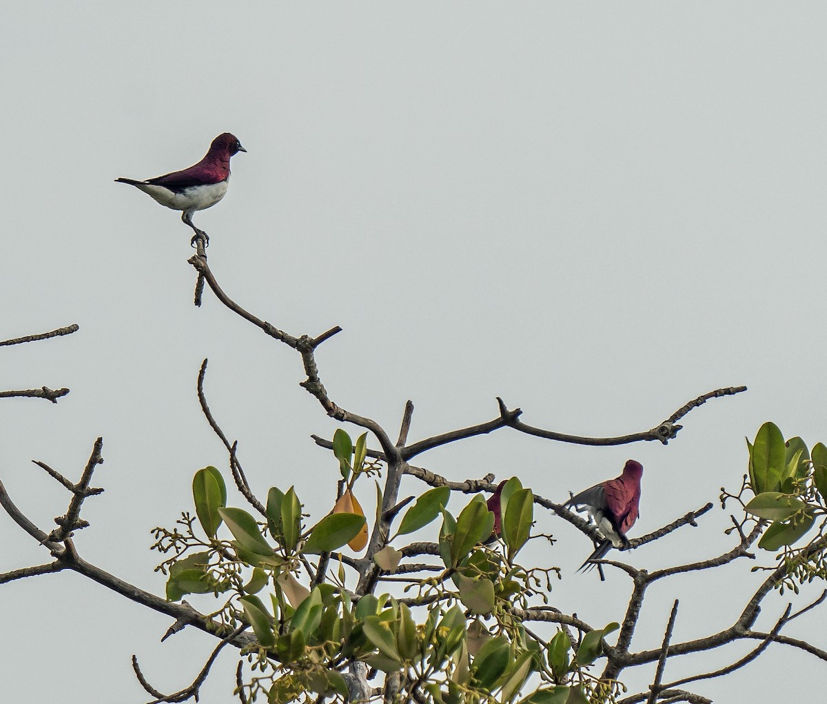 Violet-backed Starling - ML620698774