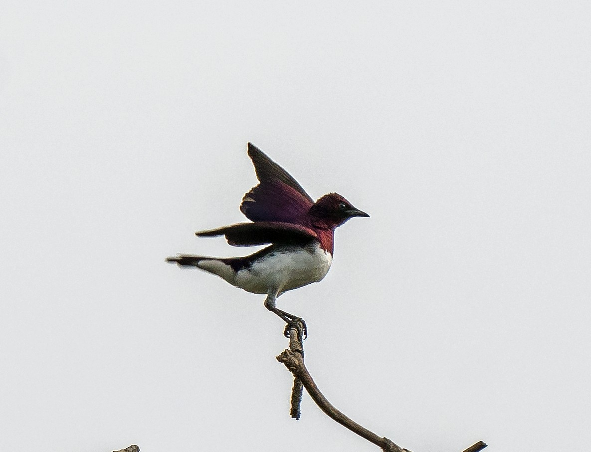 Violet-backed Starling - ML620698775