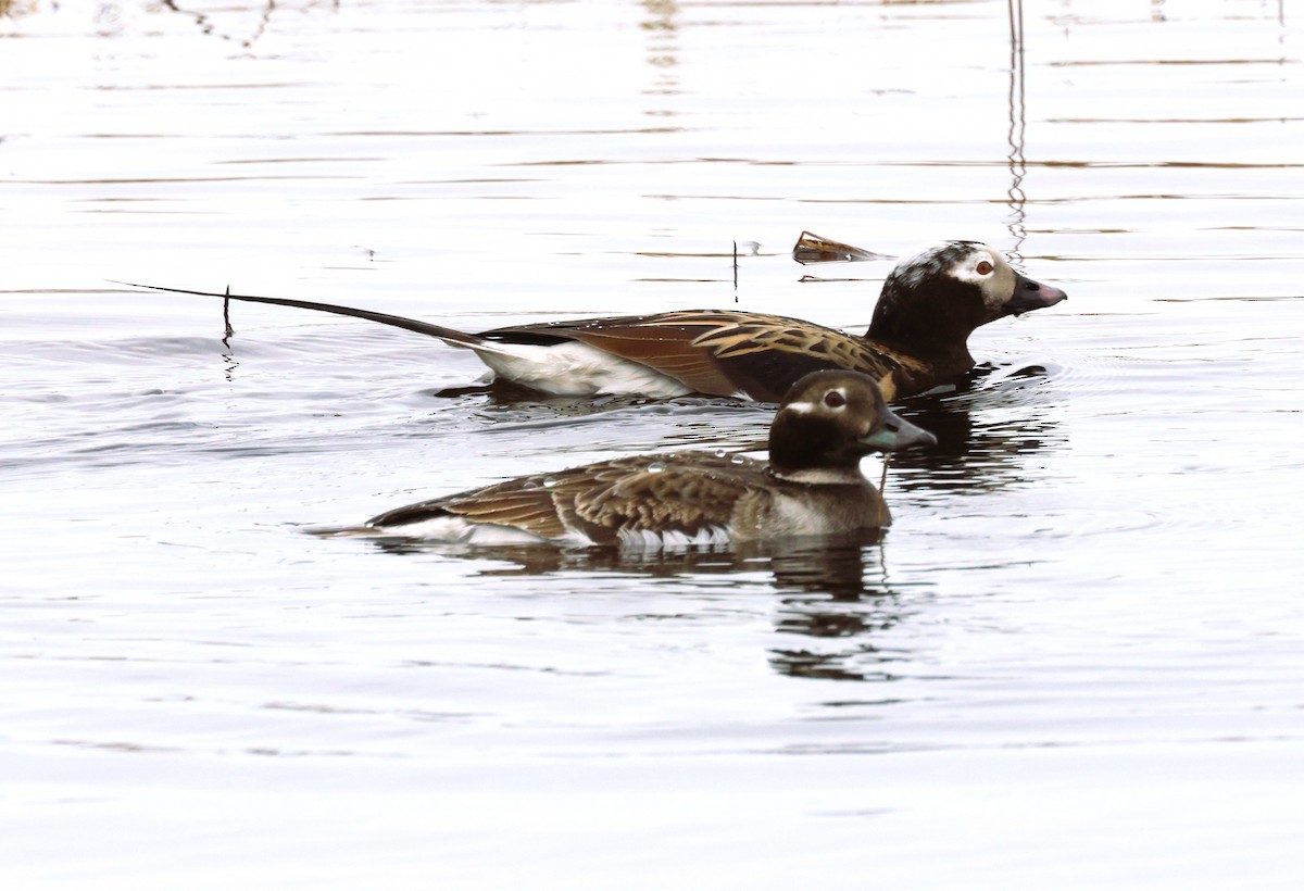 Long-tailed Duck - ML620698776