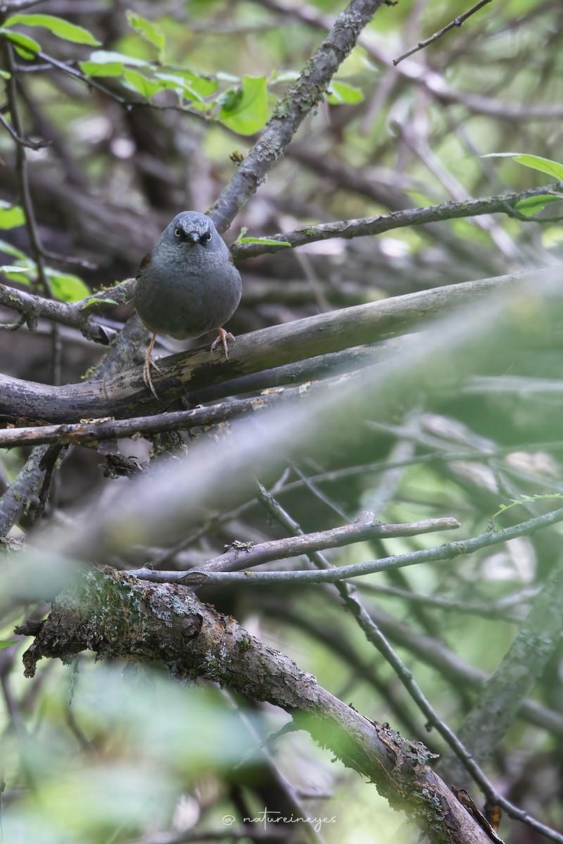 Maroon-backed Accentor - ML620698778