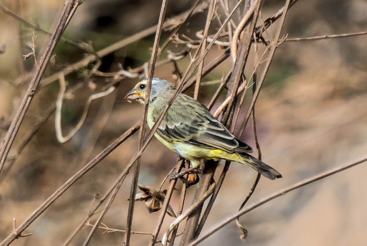 黑頭織雀 - ML620698781