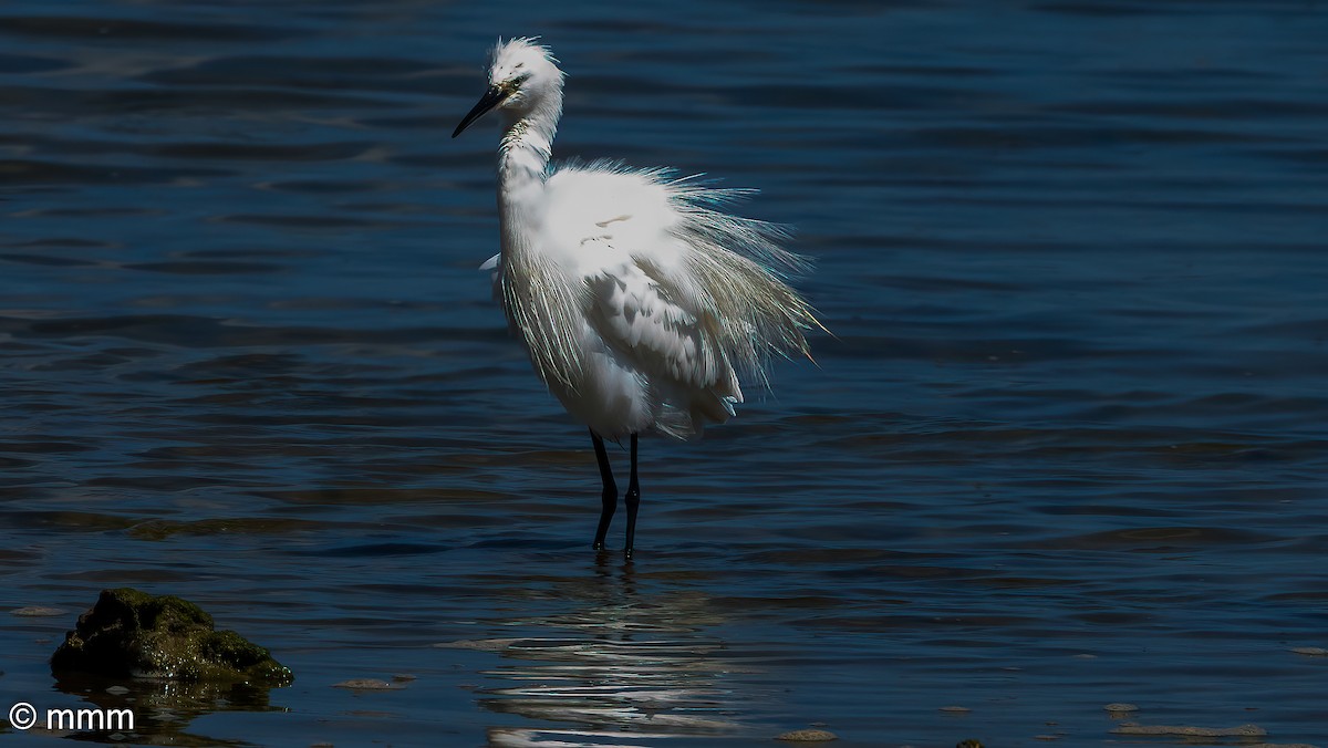 Little Egret - ML620698787