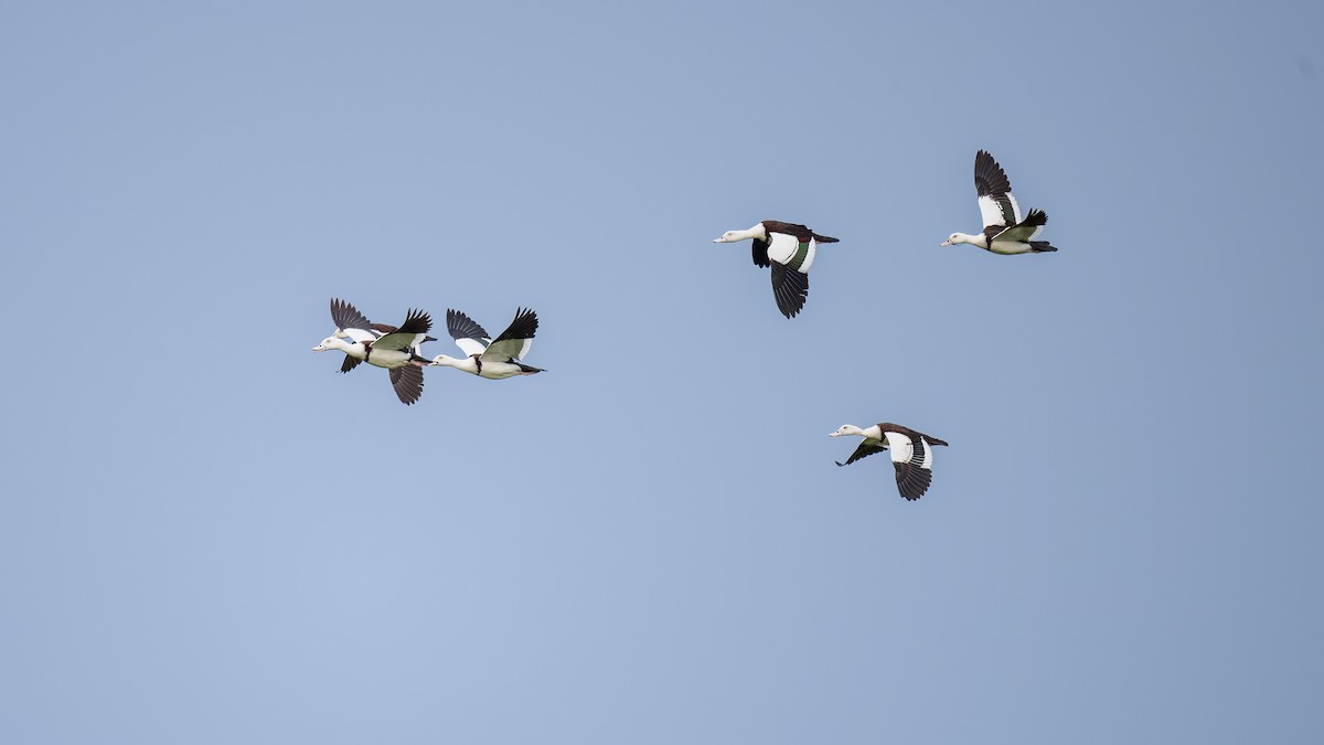 Radjah Shelduck - ML620698788