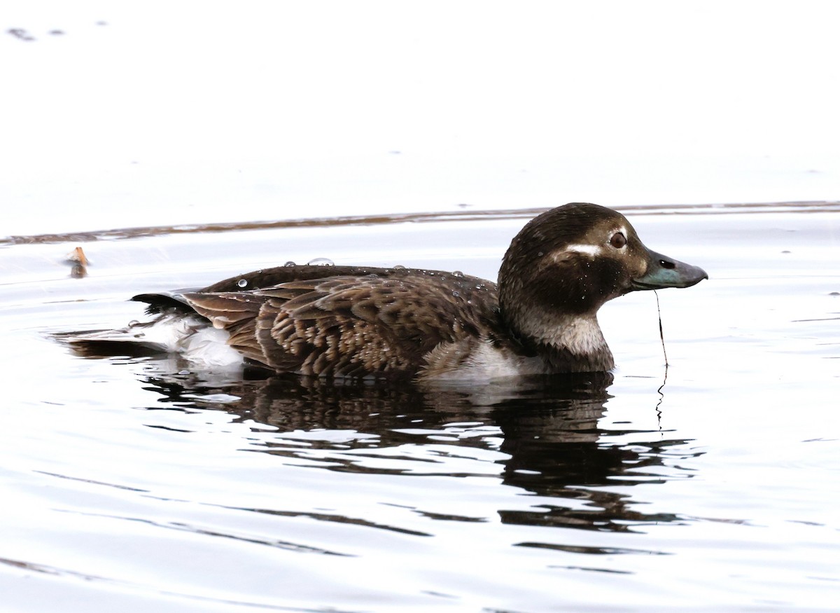 Long-tailed Duck - Anne Ruben