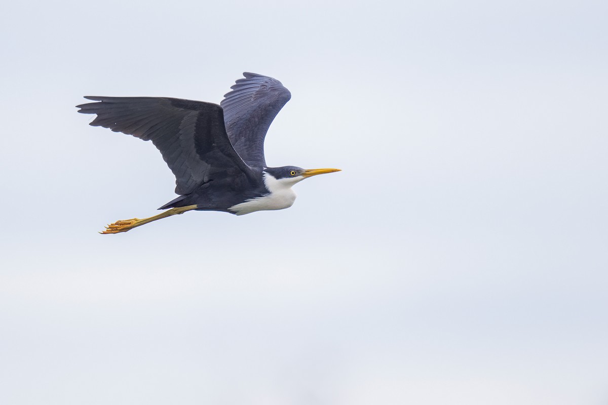 Pied Heron - ML620698791