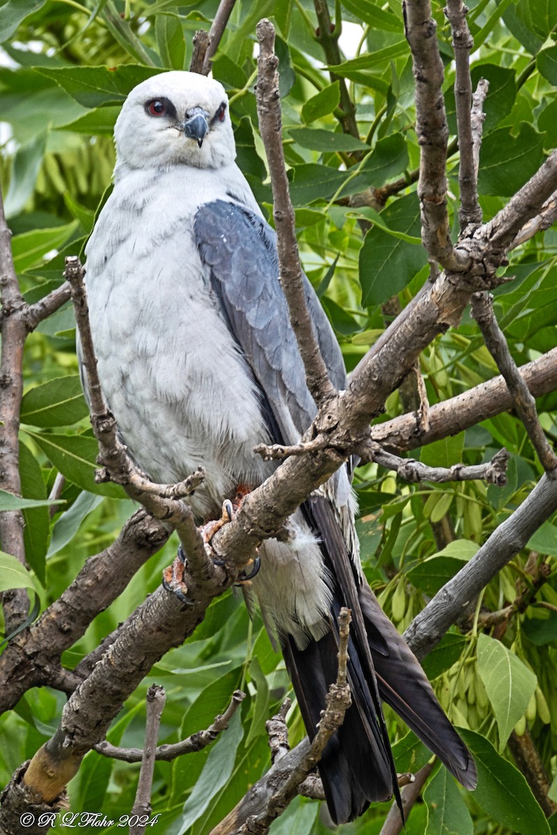 Mississippi Kite - Anonymous