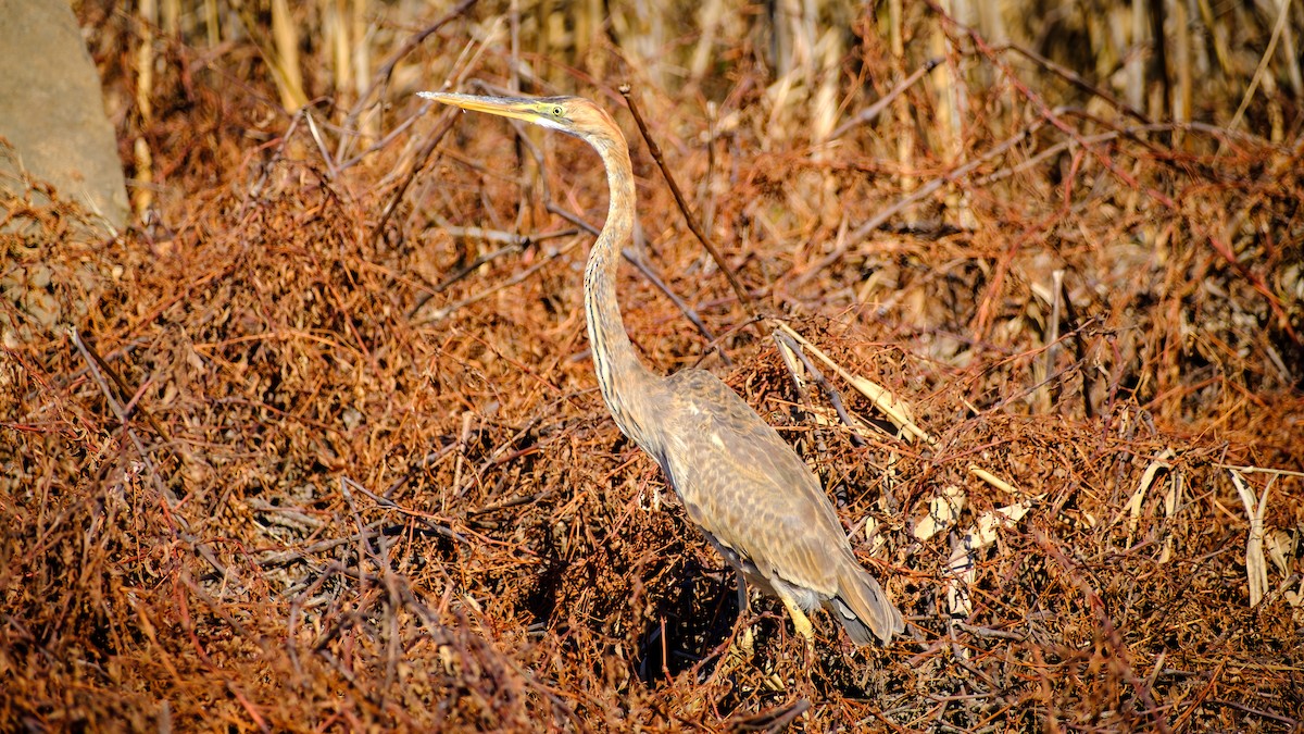 Purple Heron - ML620698800