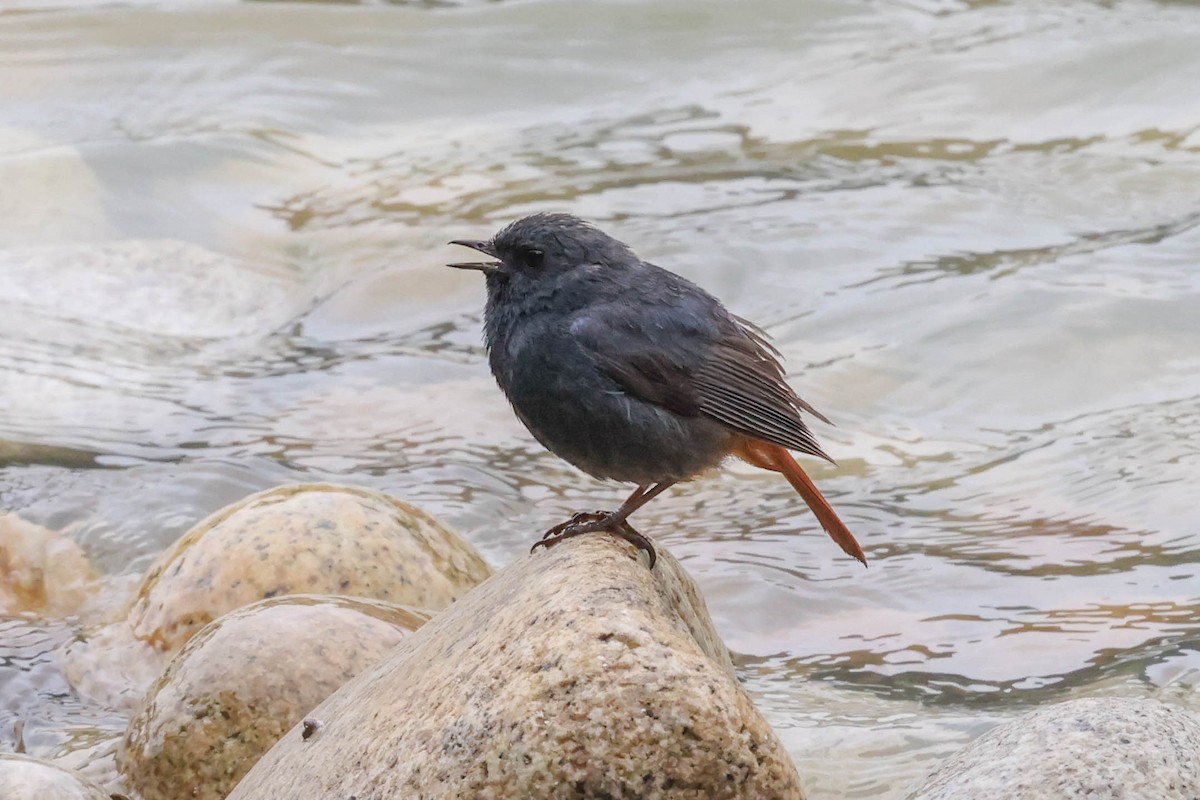 Plumbeous Redstart - ML620698802