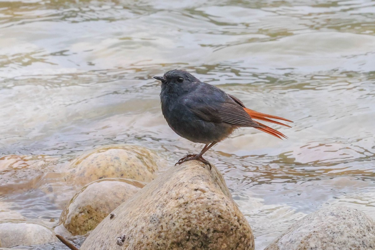 Plumbeous Redstart - ML620698803