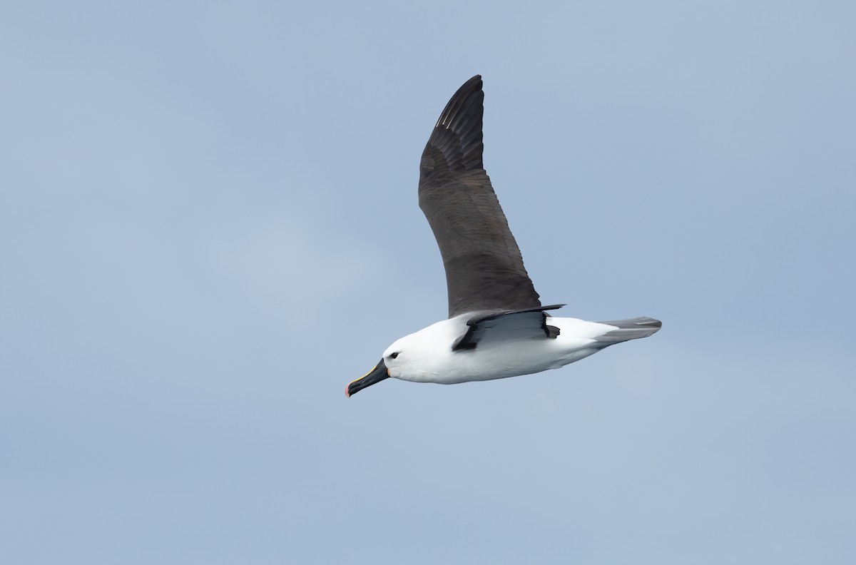 Indian Yellow-nosed Albatross - ML620698805