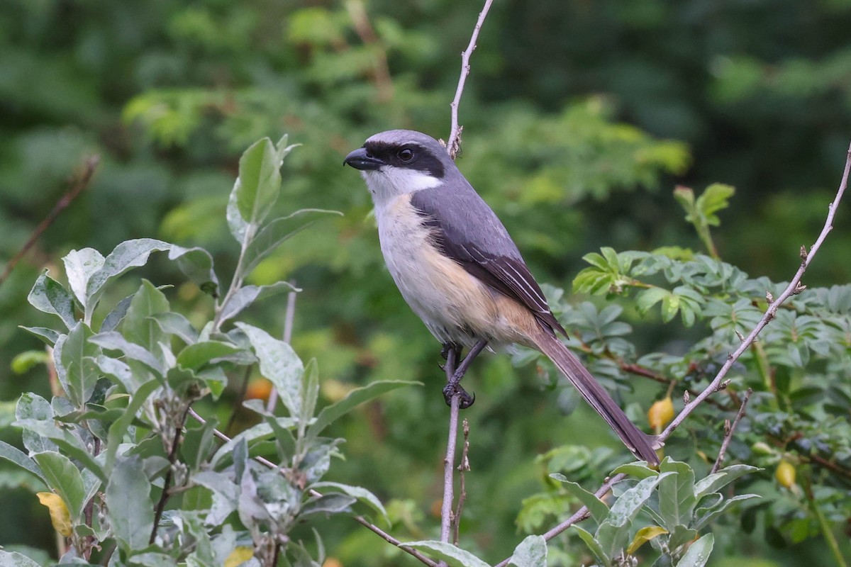 Gray-backed Shrike - ML620698806